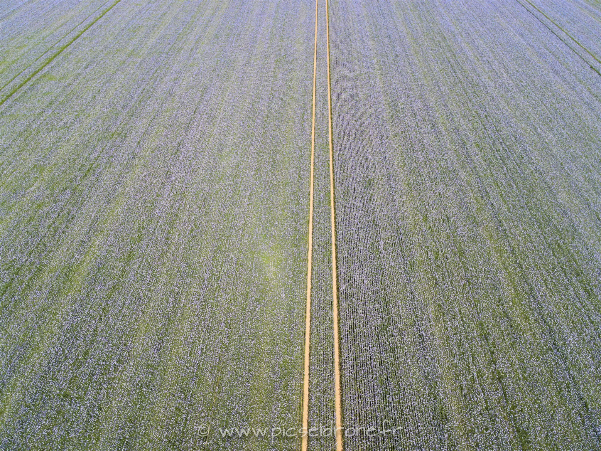 Prise de vue aérienne, photo aérienne, champs de lin, télépilote drone, pilote drone, PICSEL DRONE, CAEN