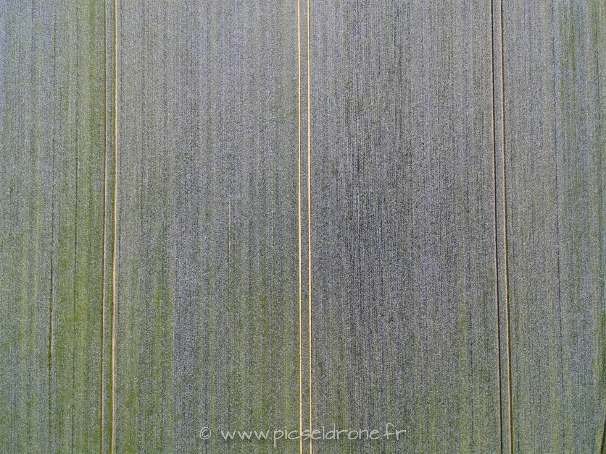 Prise de vue aérienne, photo aérienne, champs de lin, télépilote drone, pilote drone, PICSEL DRONE, CAEN