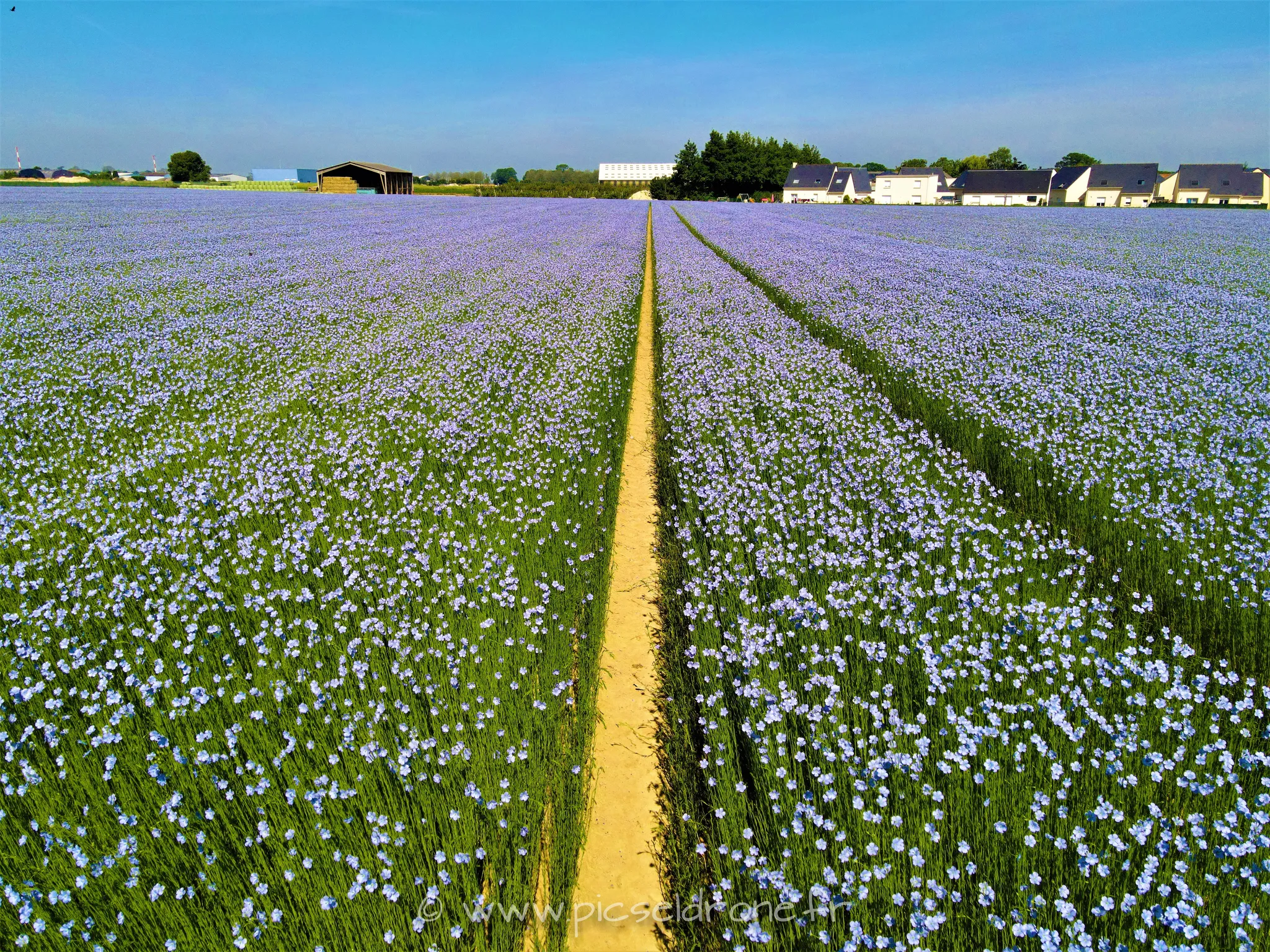 Prise de vue aérienne, photo aérienne, champs de lin, télépilote drone, pilote drone, PICSEL DRONE, CAEN