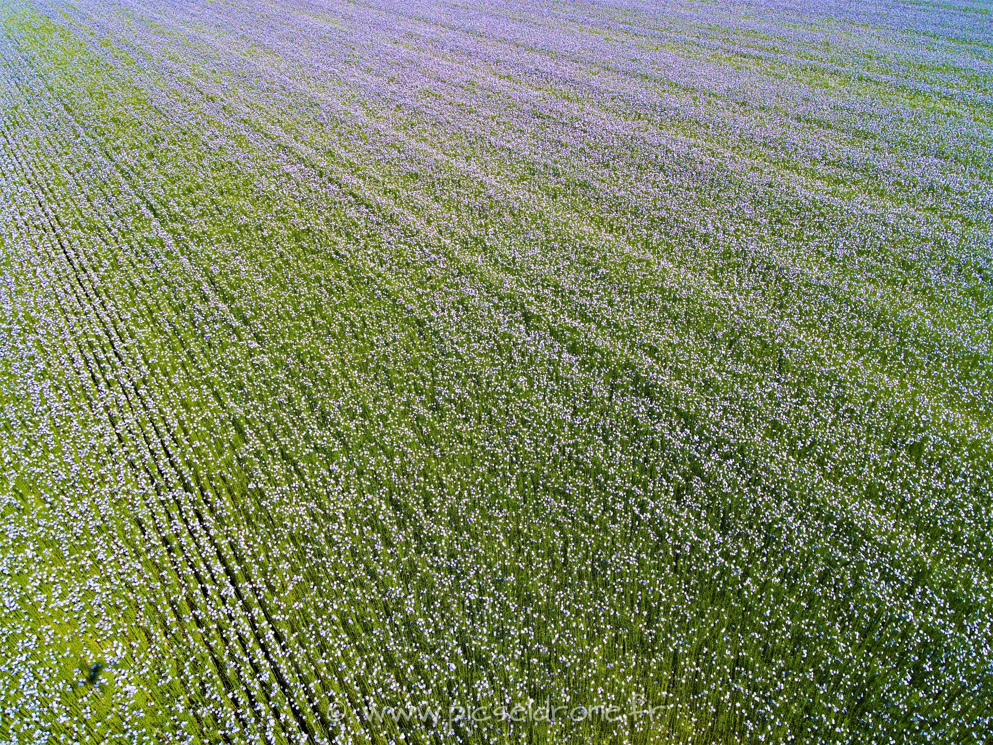 Prise de vue aérienne, photo aérienne, champs de lin, télépilote drone, pilote drone, PICSEL DRONE, CAEN