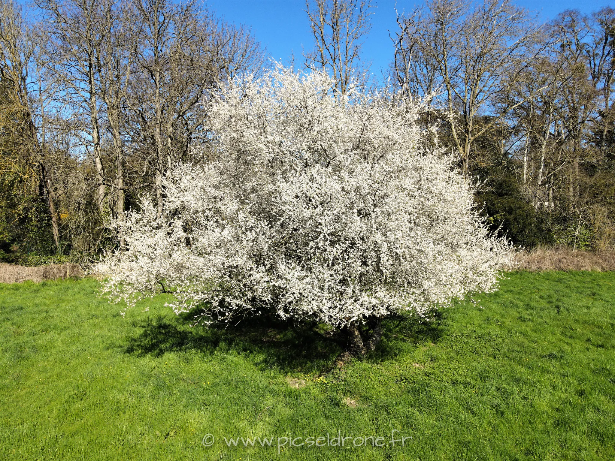 Prise de vue aérienne, photo aérienne d'un cerisier en fleurs, télépilote drone, pilote drone, PICSEL DRONE, CAEN