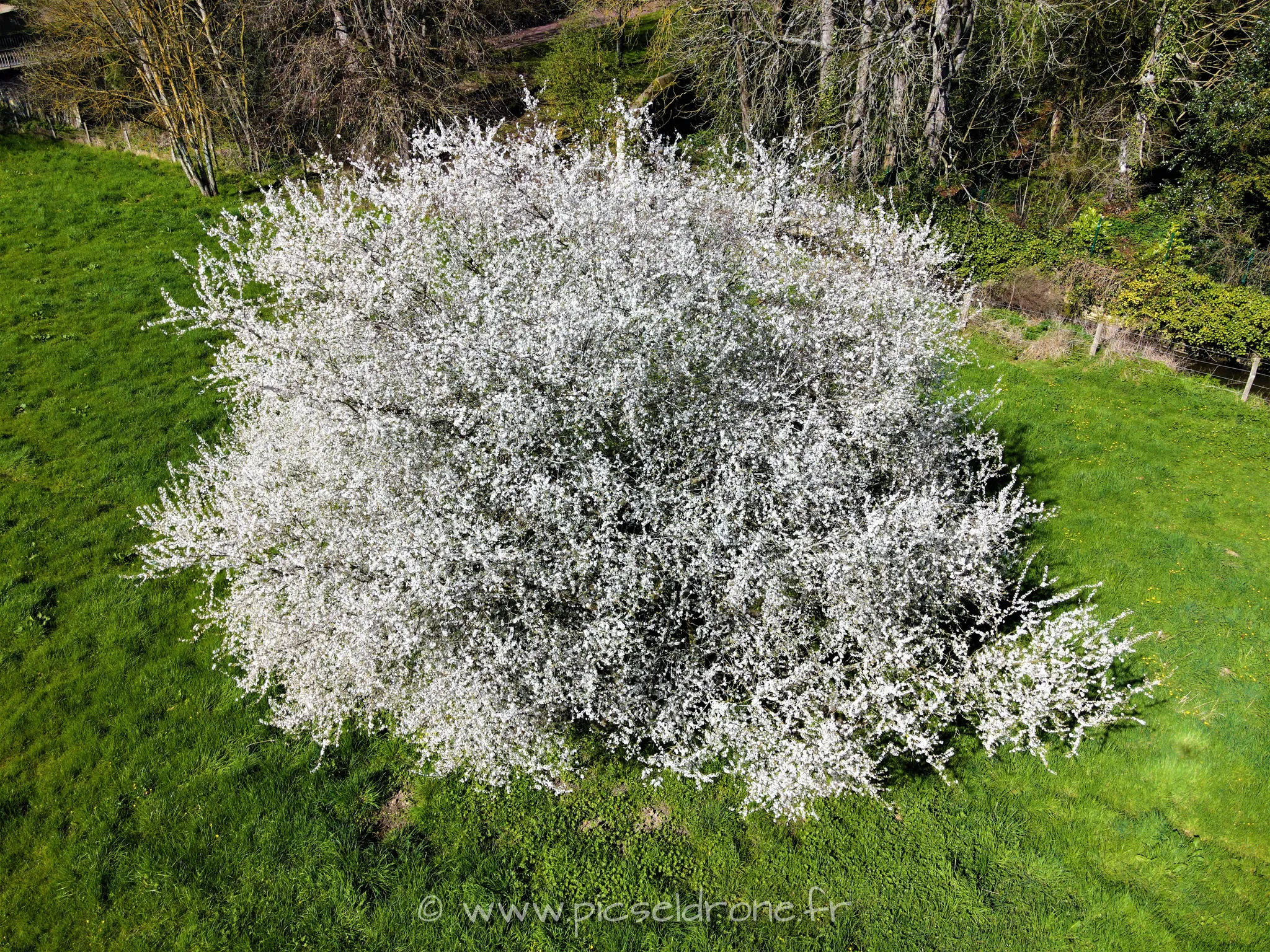 Prise de vue aérienne, photo aérienne d'un cerisier en fleurs, télépilote drone, pilote drone, PICSEL DRONE, CAEN