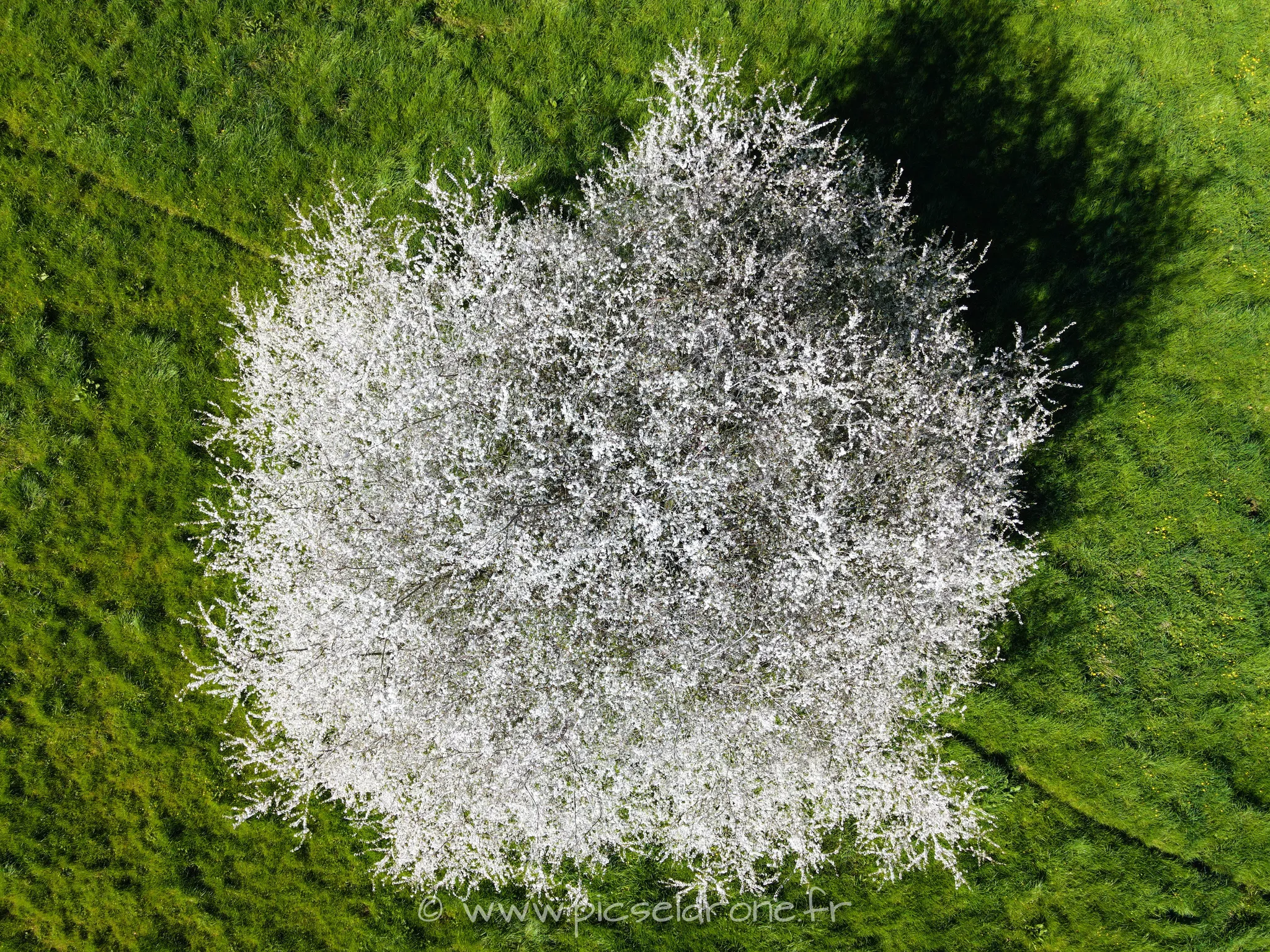 Prise de vue aérienne, photo aérienne d'un cerisier en fleurs, télépilote drone, pilote drone, PICSEL DRONE, CAEN