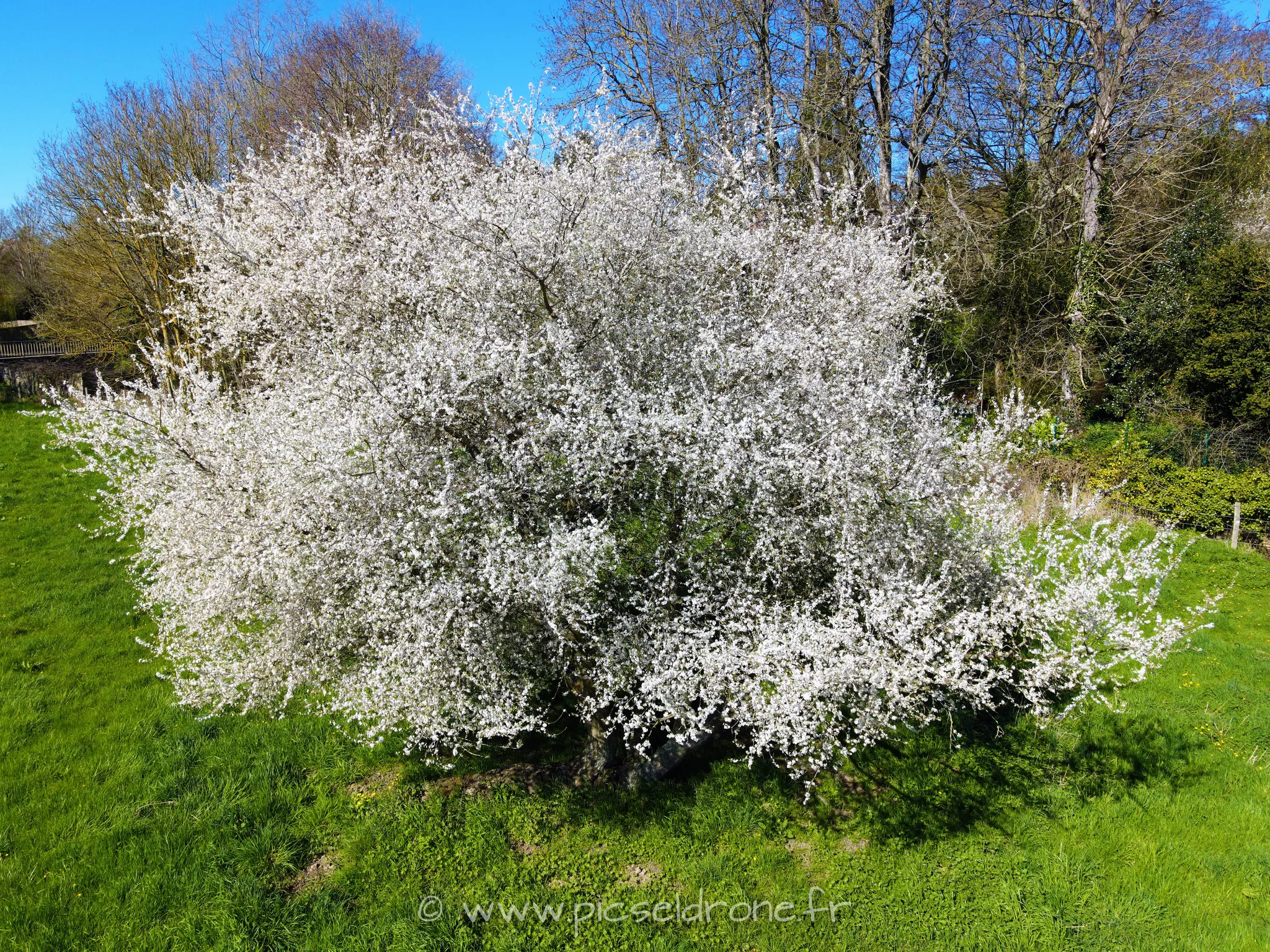 Prise de vue aérienne, photo aérienne d'un cerisier en fleurs, télépilote drone, pilote drone, PICSEL DRONE, CAEN