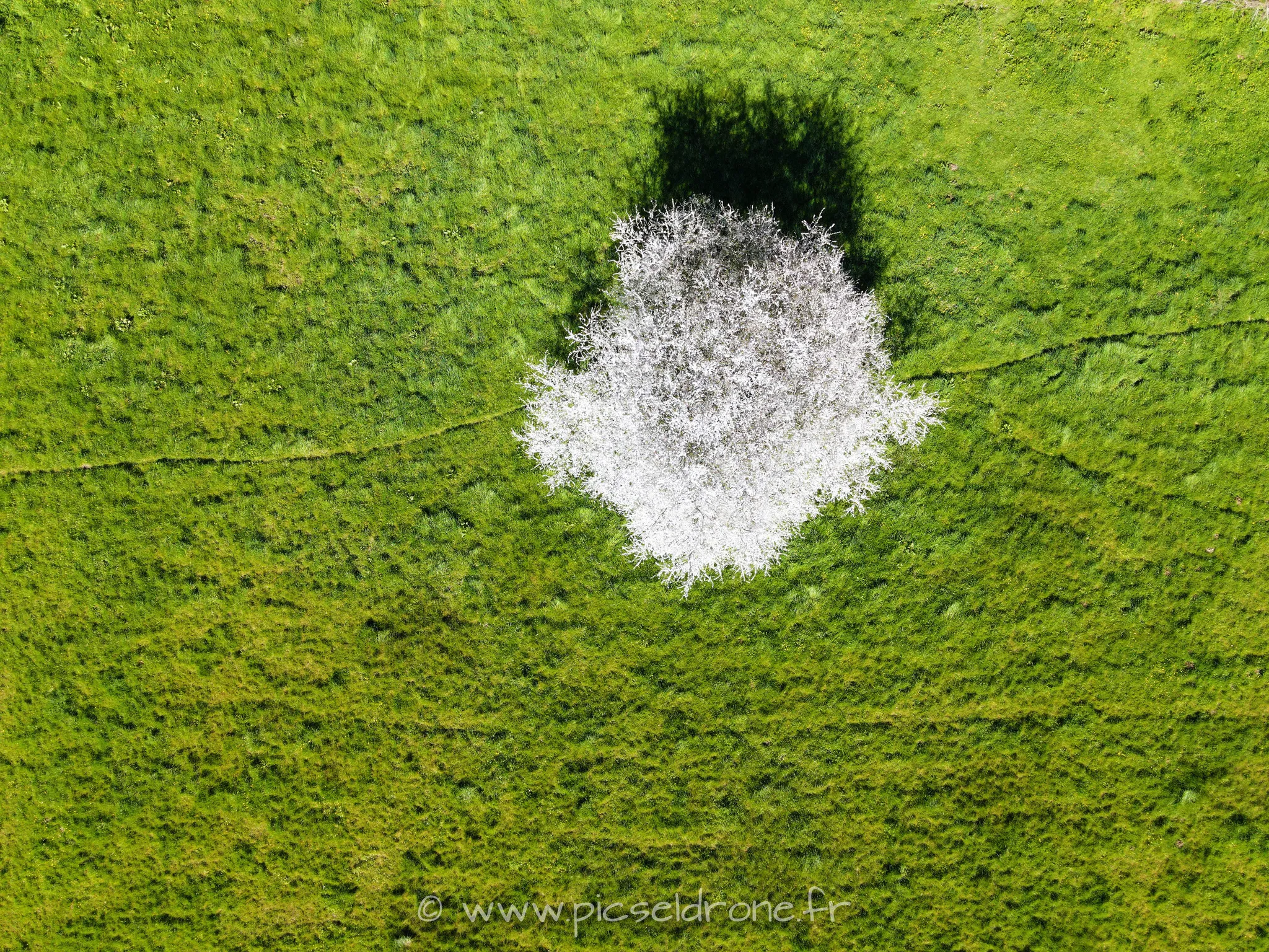 Prise de vue aérienne, photo aérienne d'un cerisier en fleurs, télépilote drone, pilote drone, PICSEL DRONE, CAEN