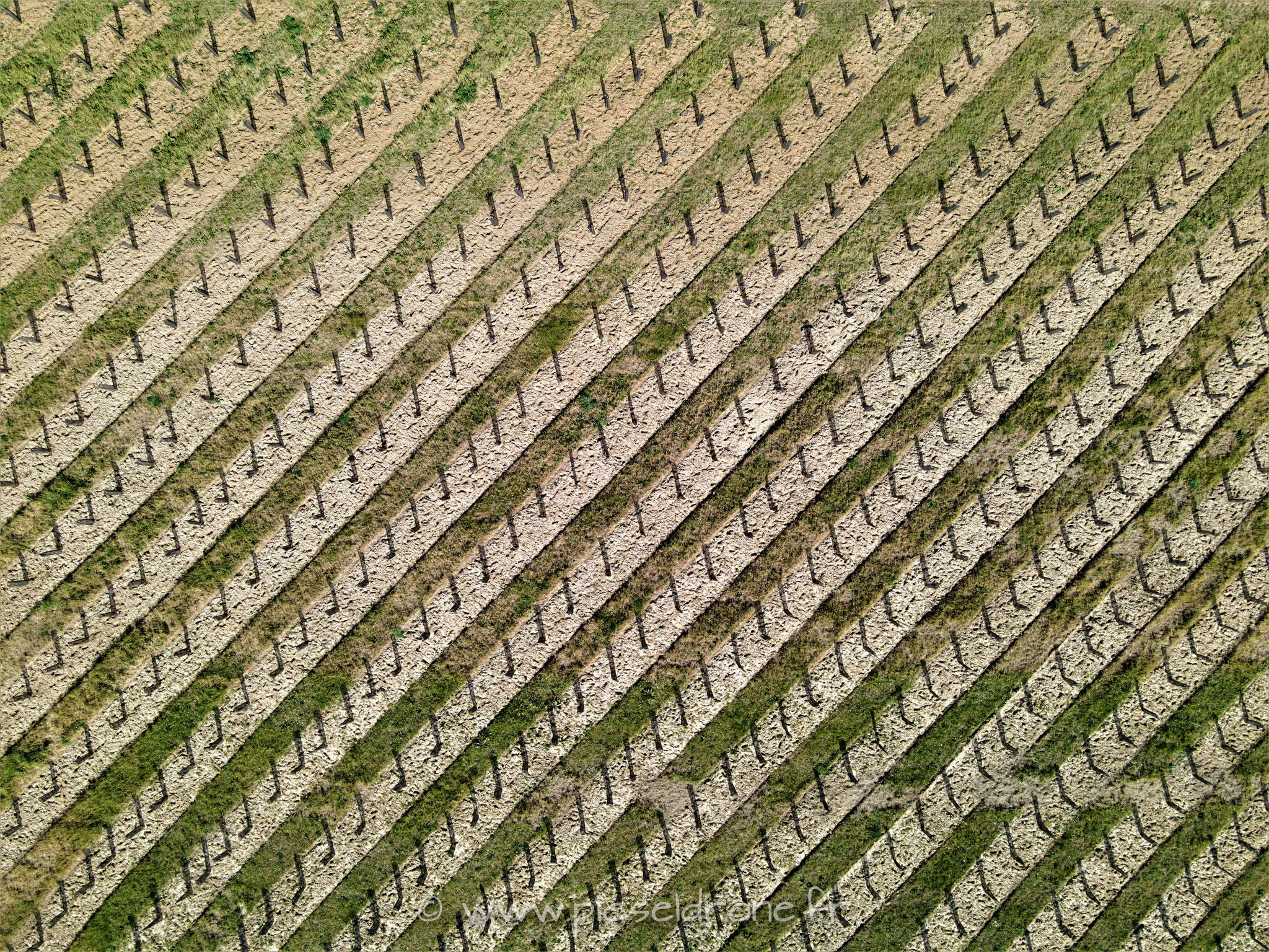 Prise de vues aérienne, photo aérienne d'une plantation d'arbustes, Ecoquartier de Verson, télépilote drone, pilote drone, PICSEL DRONE, CAEN